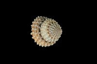 藏品(金塔玉黍螺)的圖片